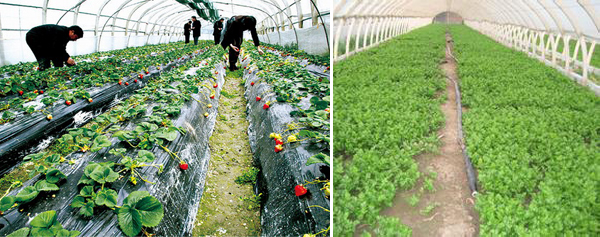正能量网站電正能量入口帶保溫技術應用於西安大棚蔬菜管道防凍(圖1)